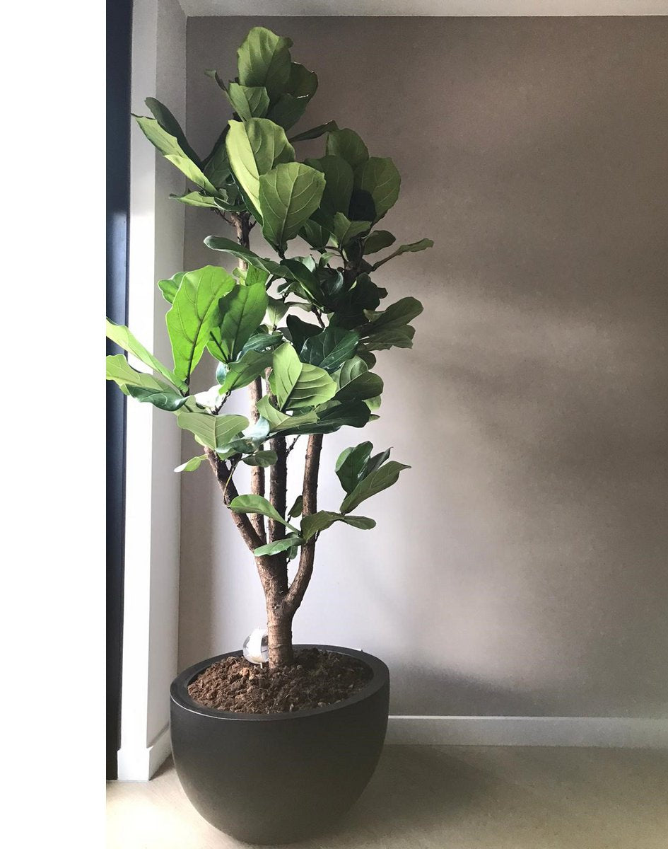 Plantenpot Louisiana