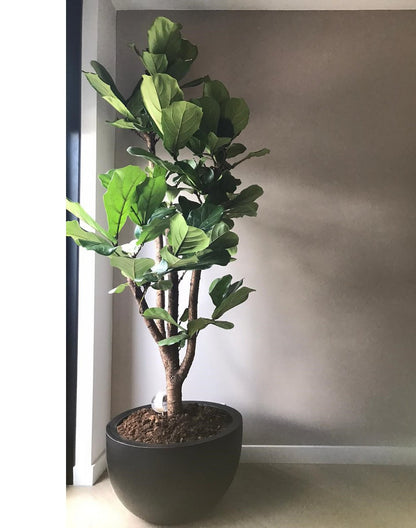 Plantenpot Louisiana