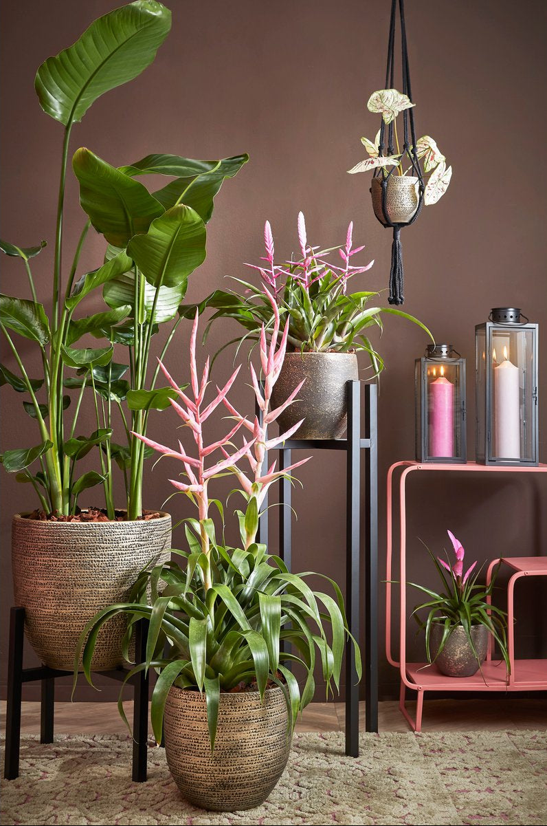 Arzilla Lantaarn  Zwart